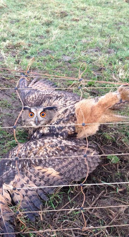 UHU im Zaun